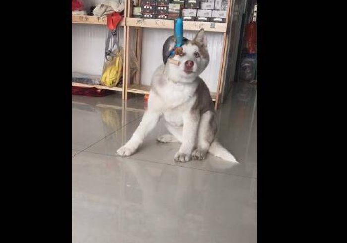 [分享]“哈狗十三道有挂买不”真的有挂