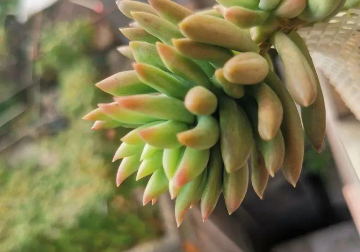 [解答]“佛手在线怎么开挂”-原来有挂